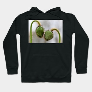 Poppy Buds in the rain. Hoodie